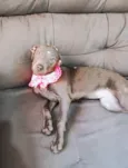 Farofa