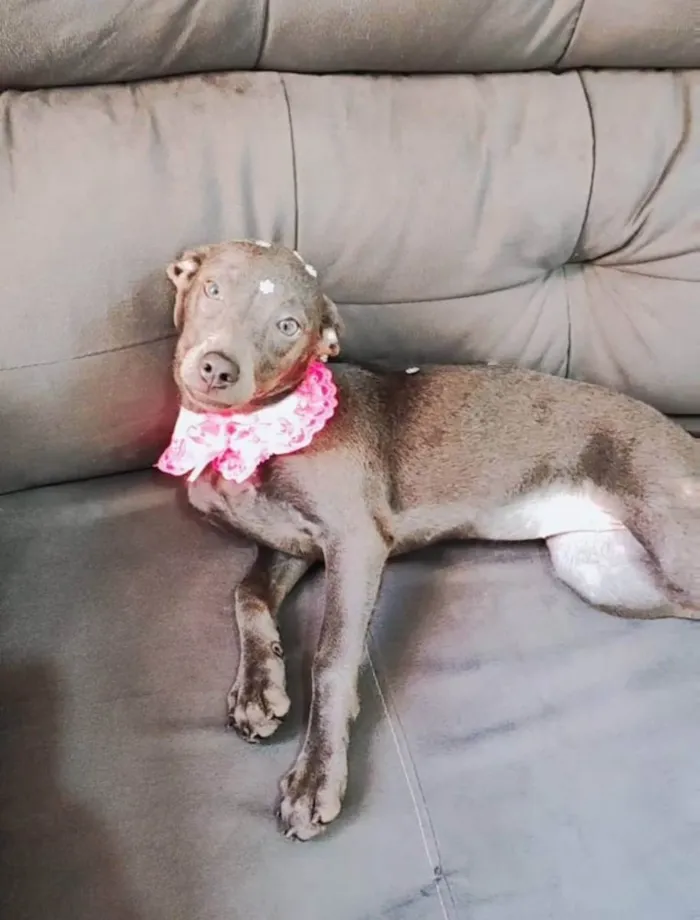 Cachorro raça Vira-lata idade 1 ano nome Farofa