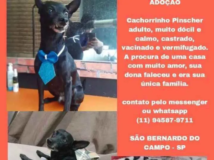 Cachorro ra a Pinscher  idade 6 ou mais anos nome Napoleão 