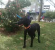 Princesa