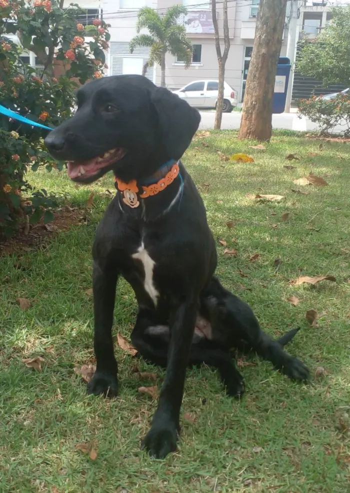 Cachorro raça SRD idade 1 ano nome Princesa