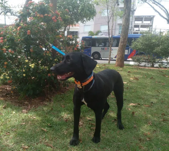 Cachorro raça SRD idade 1 ano nome Princesa