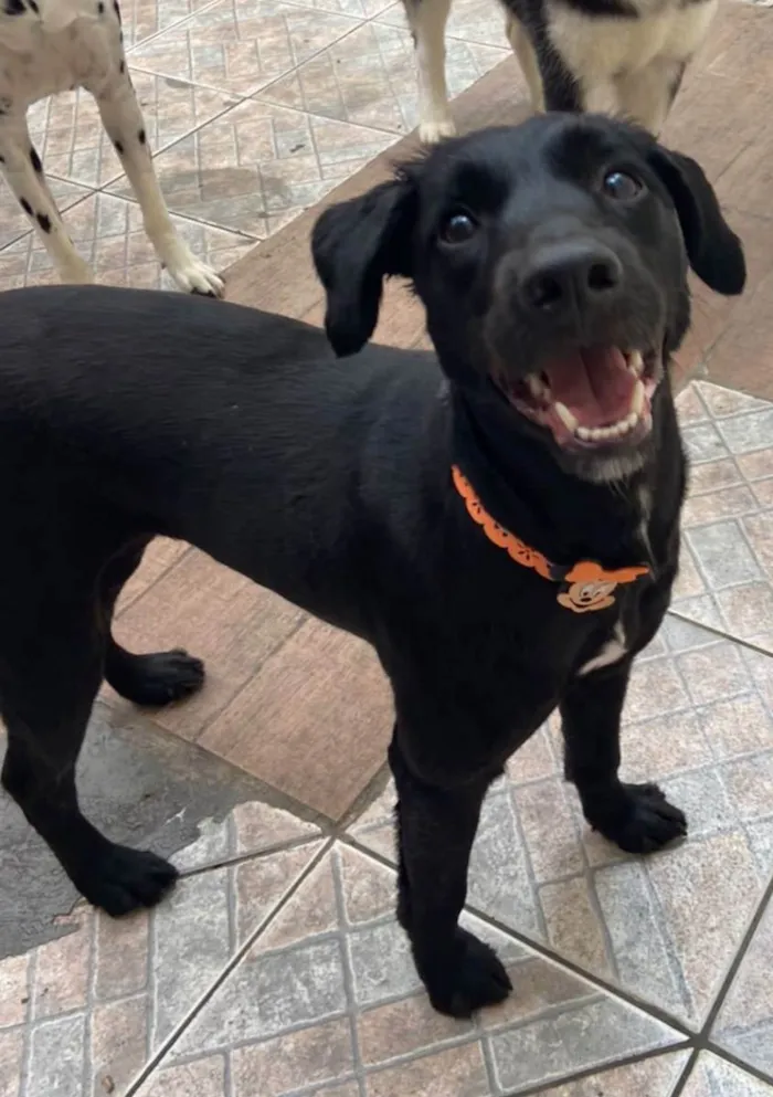 Cachorro raça SRD idade 1 ano nome Princesa