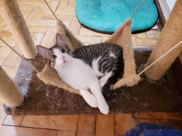 Gato raça Srd  idade 2 a 6 meses nome Mirtillo