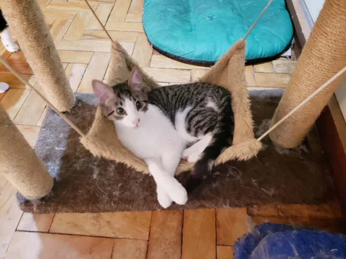 Gato raça Srd  idade 2 a 6 meses nome Mirtillo