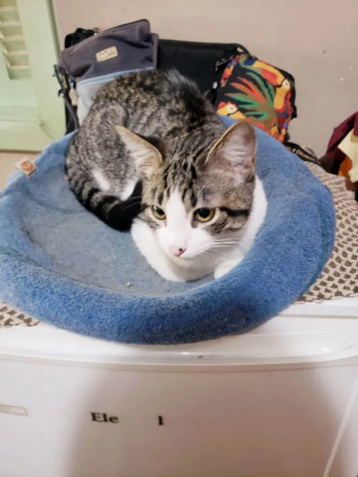 Gato raça Srd  idade 2 a 6 meses nome Mirtillo