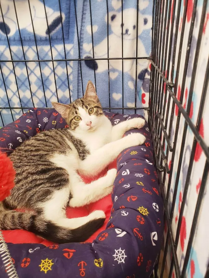 Gato raça Srd  idade 2 a 6 meses nome Mirtillo