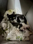 Gatinhos