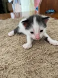 Gatinhos