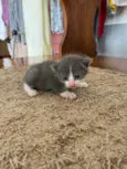 Gatinhos
