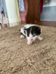 Gatinhos