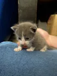 Gatinhos