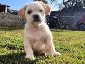 Cachorro raça SRD idade Abaixo de 2 meses nome JADE