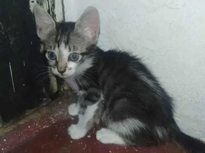 Gato ra a Sem raças idade 2 a 6 meses nome sem 