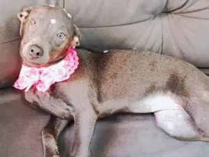 Cachorro raça Vira-lata idade 1 ano nome Farofa