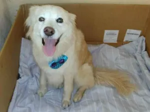 Cachorro raça Mistura de Golden idade 3 anos nome Não tem 