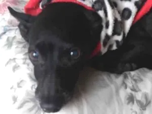 Cachorro raça Pinscher  idade 6 ou mais anos nome Napoleão 