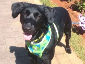 Cachorro raça SRD idade 1 ano nome Princesa