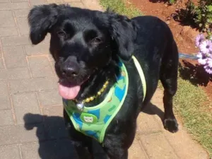 Cachorro raça SRD idade 1 ano nome Princesa