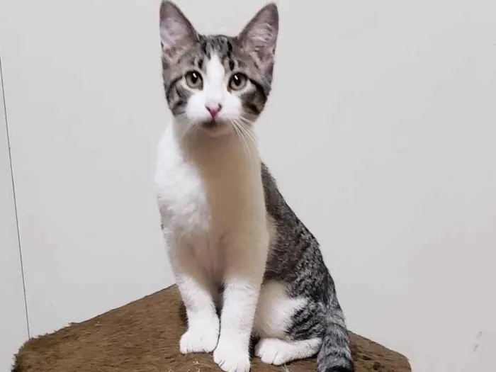 Gato raça Srd  idade 2 a 6 meses nome Mirtillo