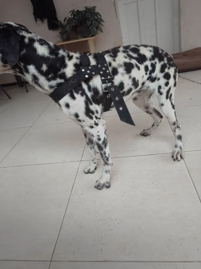 Cachorro ra a Dalmata idade 1 ano nome Sem nome 