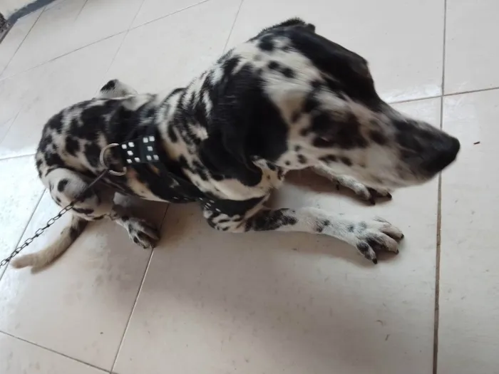 Cachorro ra a Dalmata idade 1 ano nome Sem nome 