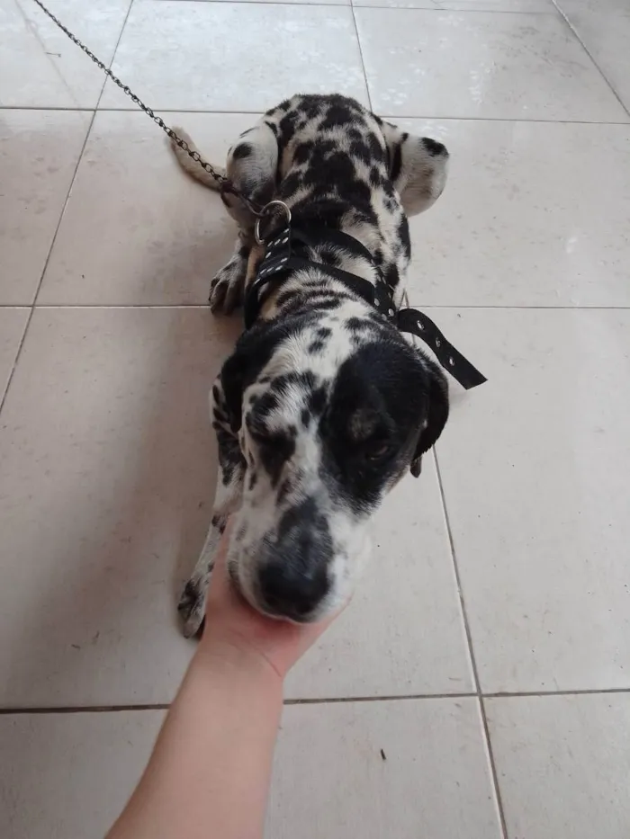 Cachorro ra a Dalmata idade 1 ano nome Sem nome 