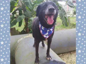 Cachorro raça srd idade 6 ou mais anos nome Eron