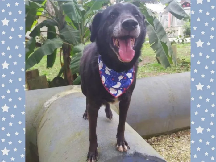 Cachorro ra a srd idade 6 ou mais anos nome Eron
