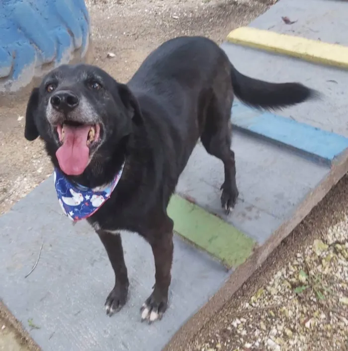Cachorro ra a srd idade 6 ou mais anos nome Eron