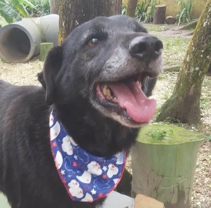 Cachorro ra a srd idade 6 ou mais anos nome Eron