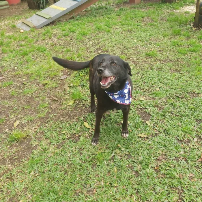 Cachorro ra a srd idade 6 ou mais anos nome Eron