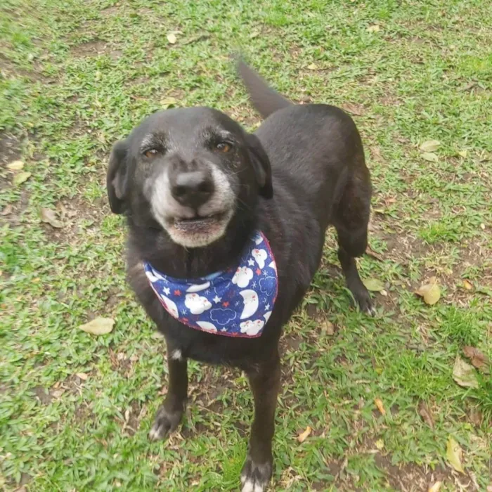 Cachorro ra a srd idade 6 ou mais anos nome Eron