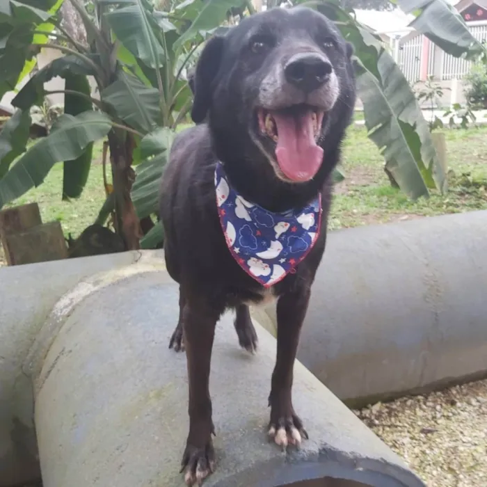 Cachorro ra a srd idade 6 ou mais anos nome Eron