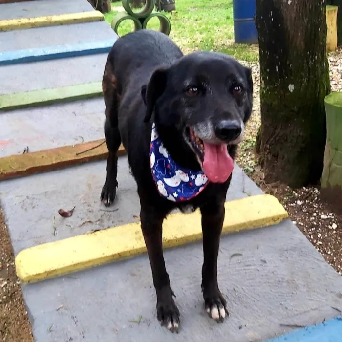 Cachorro ra a srd idade 6 ou mais anos nome Eron