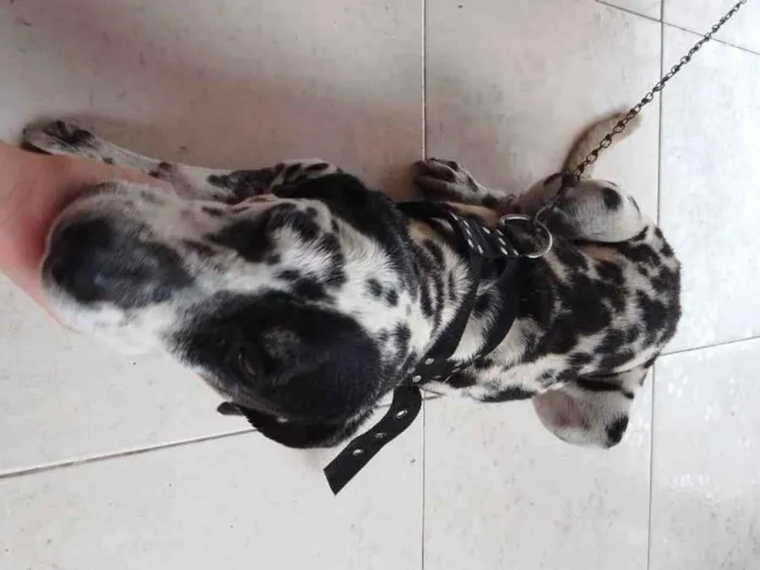 Cachorro ra a Dalmata idade 1 ano nome Sem nome 