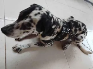 Cachorro raça Dalmata idade 1 ano nome Sem nome 