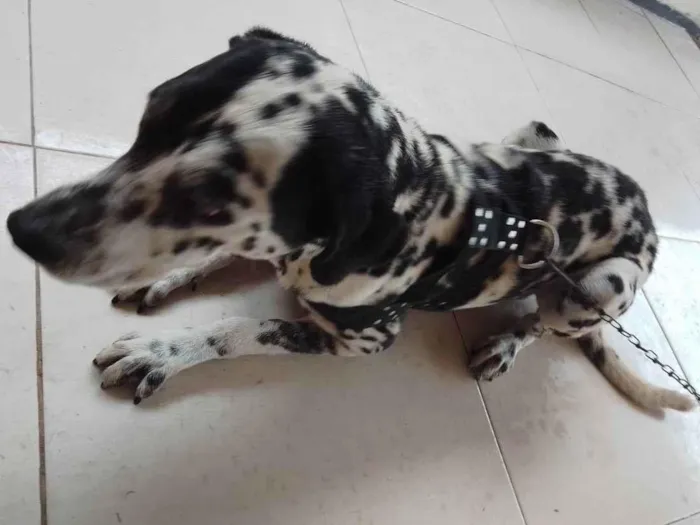 Cachorro ra a Dalmata idade 1 ano nome Sem nome 