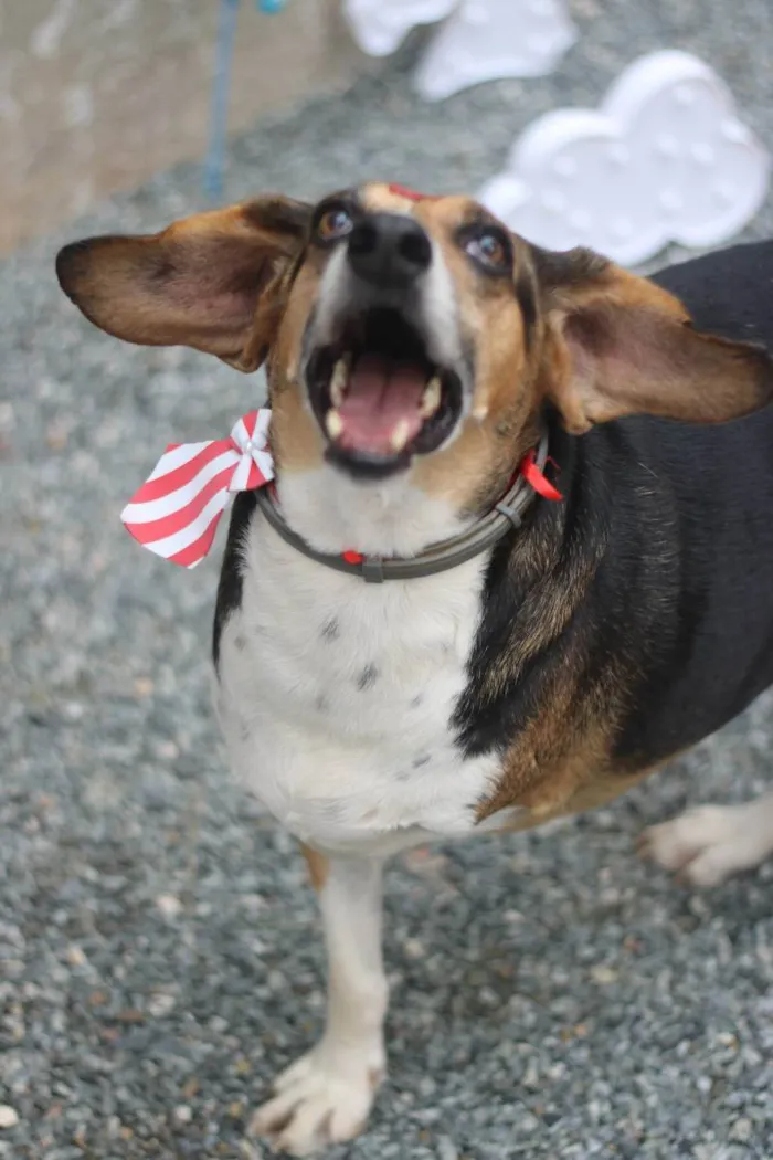 Cachorro ra a srd idade 6 ou mais anos nome Barão