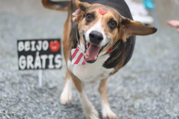 Cachorro ra a srd idade 6 ou mais anos nome Barão