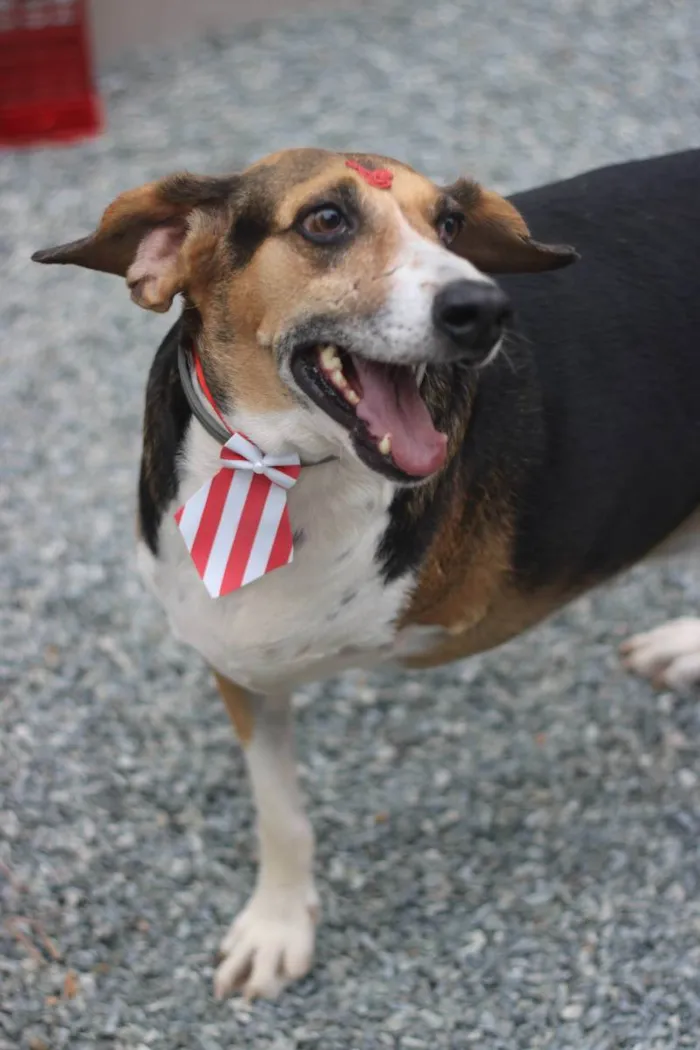 Cachorro ra a srd idade 6 ou mais anos nome Barão