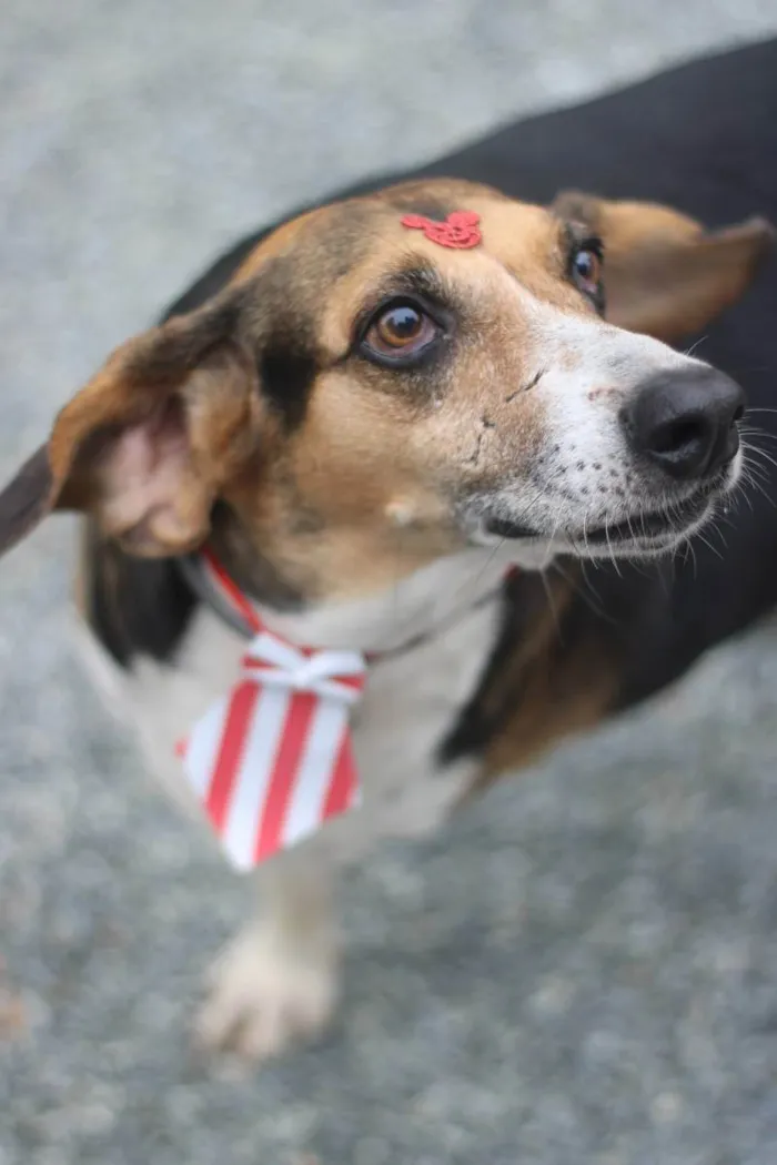 Cachorro ra a srd idade 6 ou mais anos nome Barão