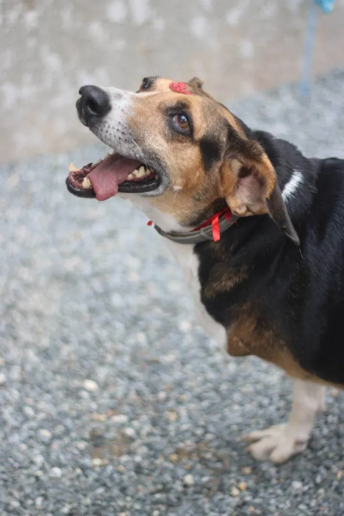 Cachorro ra a srd idade 6 ou mais anos nome Barão