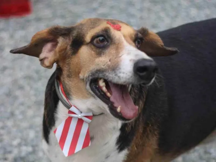 Cachorro ra a srd idade 6 ou mais anos nome Barão