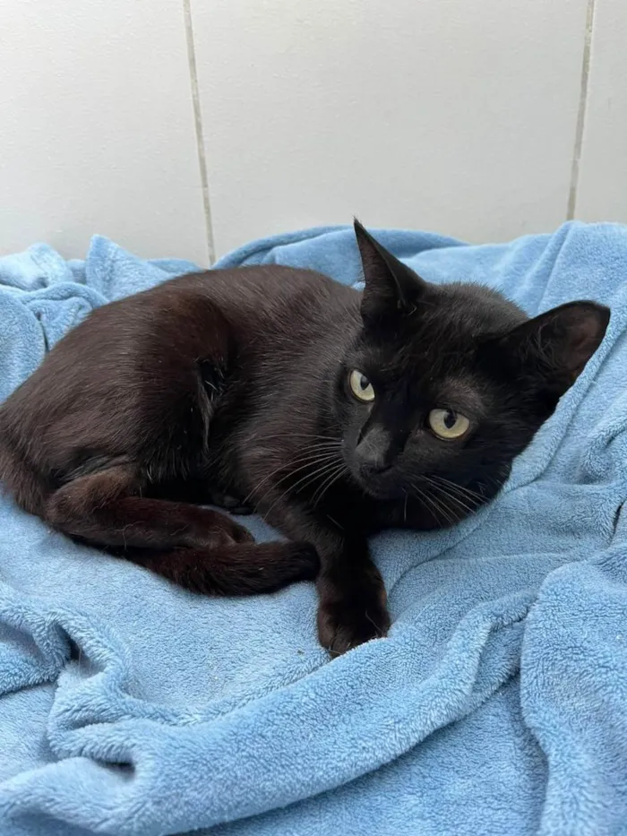 Gato ra a Panterinha idade 2 anos nome Teca (Castrada)