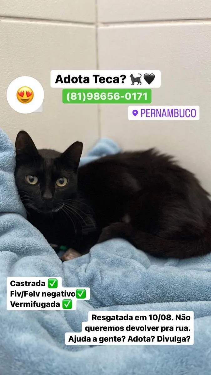 Gato ra a Panterinha idade 2 anos nome Teca (Castrada)