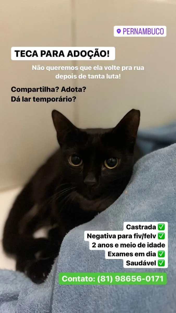 Gato ra a Panterinha idade 2 anos nome Teca (Castrada)