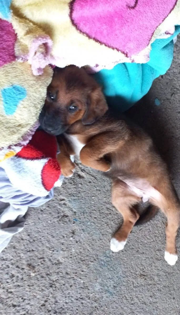 Cachorro ra a Mistura de pastor com vira-lat idade 2 a 6 meses nome Bob