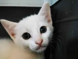 Gato raça SRD idade Abaixo de 2 meses nome Gatinha Branca