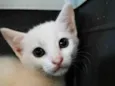 Gatinha Branca